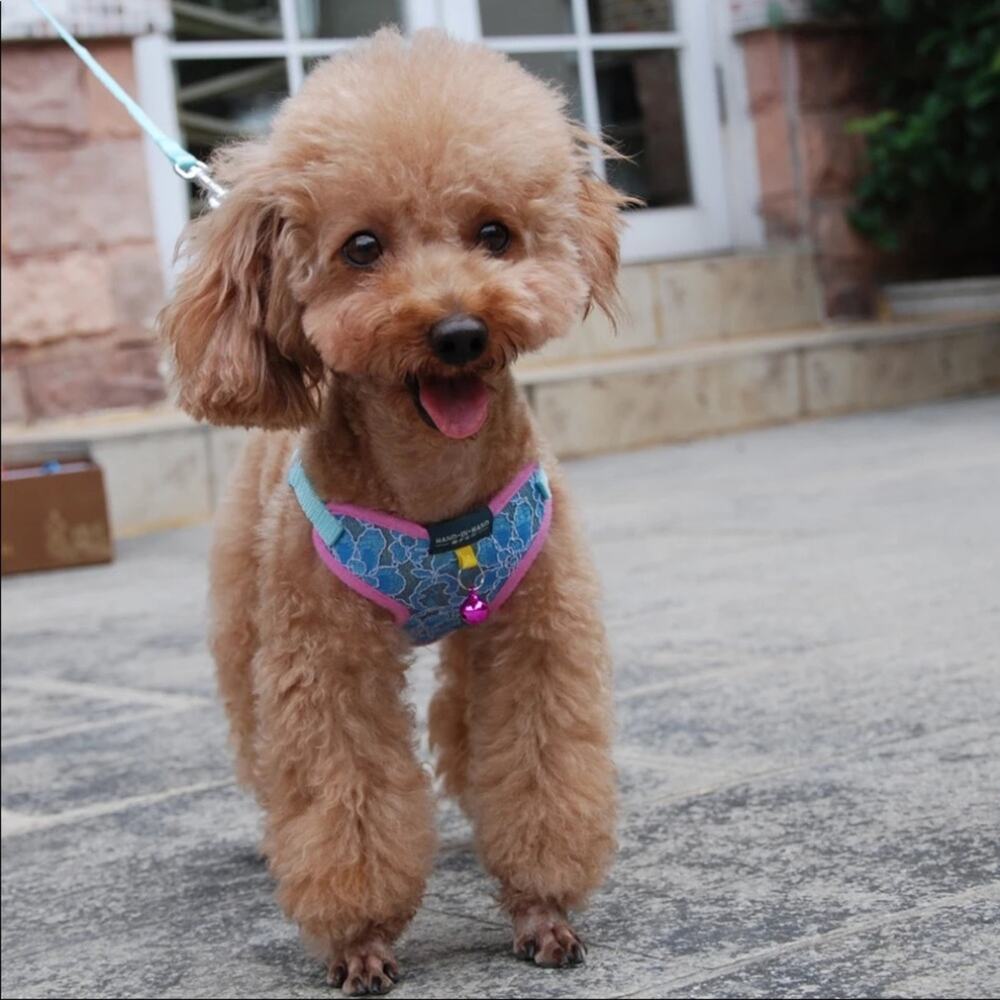 Blue Lace Harness  Adjustable with Bell for Small Medium Dog or Cat